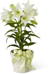 Easter Lily Plant from Backstage Florist in Richardson, Texas